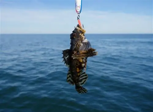 Морская жаба или морской черт, висящие на крючке. Морская жаба или морской черт, висящие на крючке.