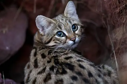 Кентишская кошка: кошка, которой угрожает опасность