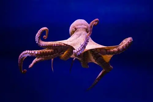 Осьминог в море.
