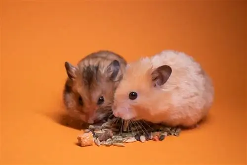 Можно ли держать 2 хомяков в одной клетке?