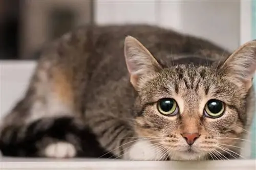 Знайте, что кошки делают перед уходом.