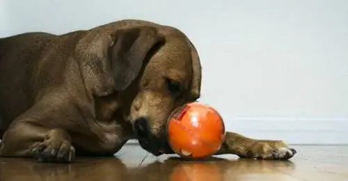 Playdate, модная игрушка для собак