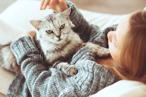 кошки и хозяева