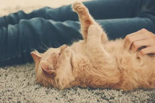 лежащий кот