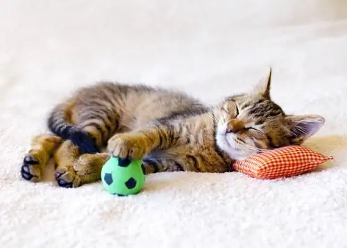 кошка с игрушкой