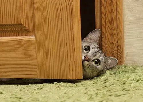любопытный кот любопытный кот