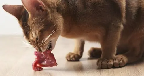 кошка ест мясо