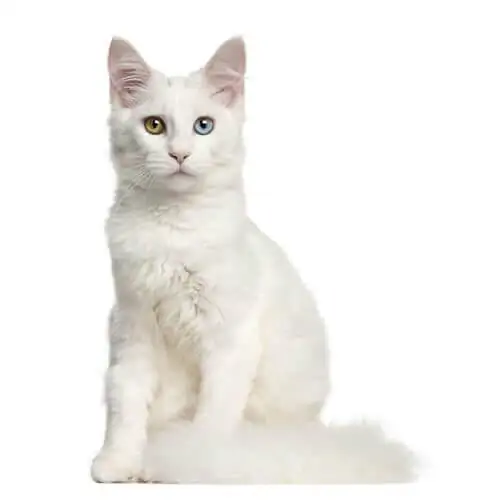 Глухота у белых кошек