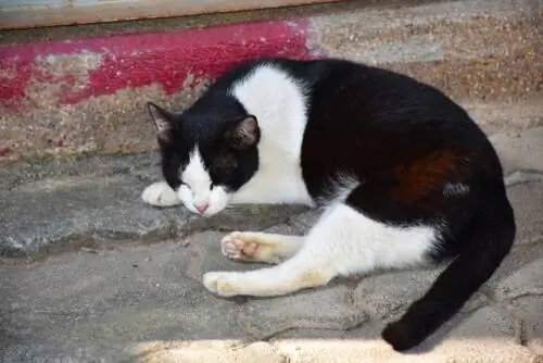 спящий кот