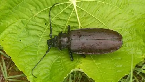 Все об амазонке Titanus giganteus Все об амазонке Titanus giganteus