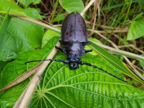 Titanus giganteus - самое большое насекомое в мире. Titanus giganteus - самое большое насекомое в мире.