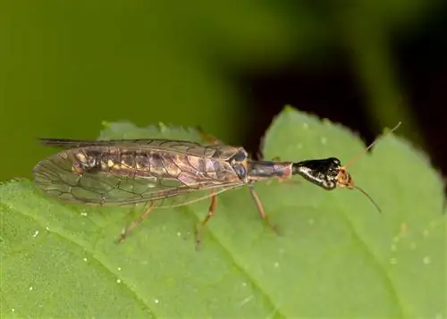 Raphidioptera - насекомые-вредители.
