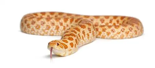 Образец Heterodon nasicus.