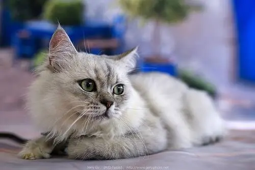Любопытство о лапах кошек Любопытство о лапах кошек