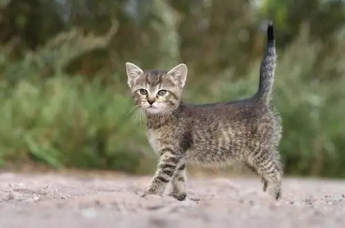 кошка гуляет кошка гуляет
