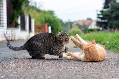Кошачья драка