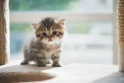 Котенок