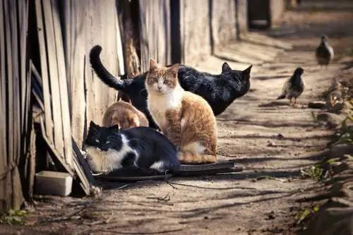 сколько существует кошек сколько существует кошек