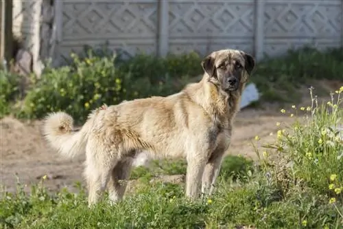 Анатолийская овчарка.