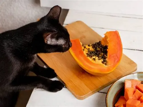 Можно ли кошкам есть папайю? Можно ли кошкам есть папайю?