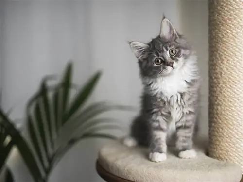 Маленький кот с длинной шерстью. Маленький кот с длинной шерстью.