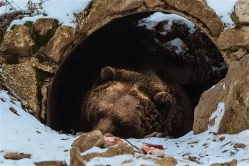 Пример медвежьей спячки.