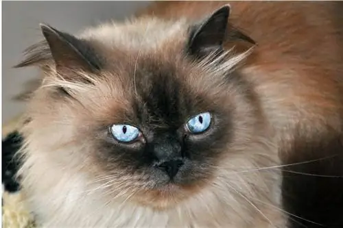 Одна из самых нежных пород кошек.