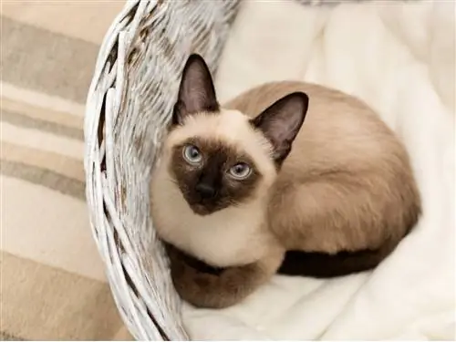 Одна из самых нежных пород кошек.