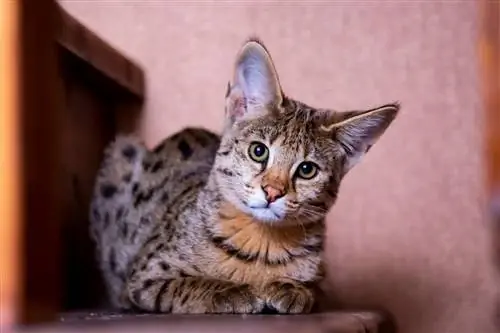 Одна из самых нежных пород кошек.