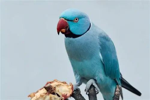 Можно ли попугаям есть мясо?