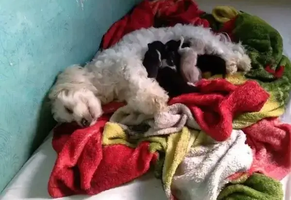 Аиша и котята. Аиша и котята.