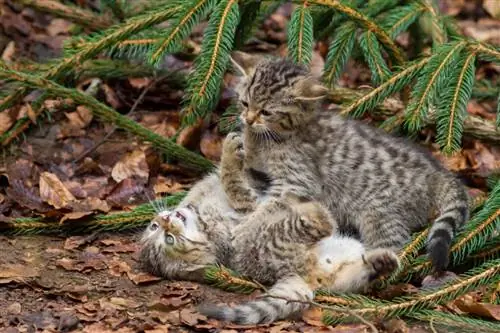 9 пород кошек с меньшим количеством заболеваний