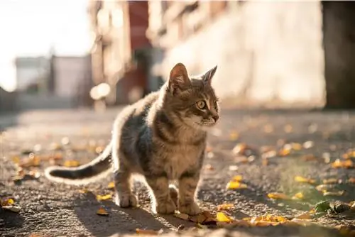 Маленький бездомный кот.