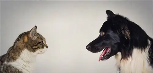 Собака и кошка смотрят друг другу в глаза. Собака и кошка смотрят друг другу в глаза.