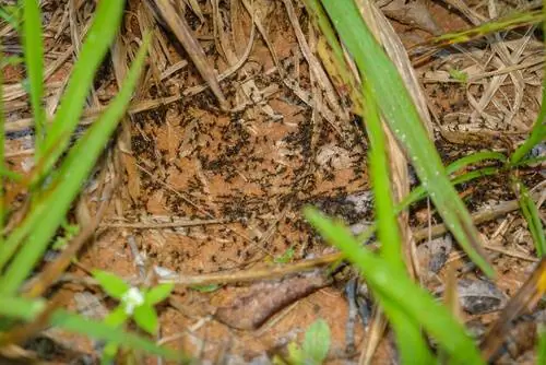 легионеры муравьи