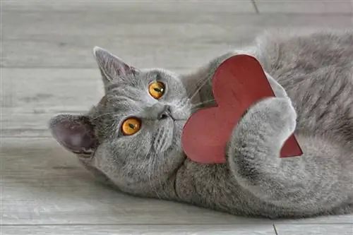 Кот с сердцем между лап. Кот с сердцем между лап.