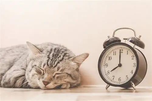 10 советов, как улучшить и продлить жизнь вашей кошки