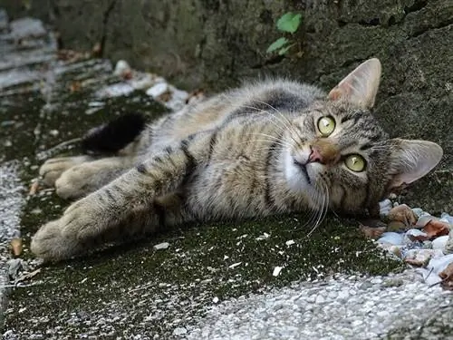 кошачьи уши кошачьи уши