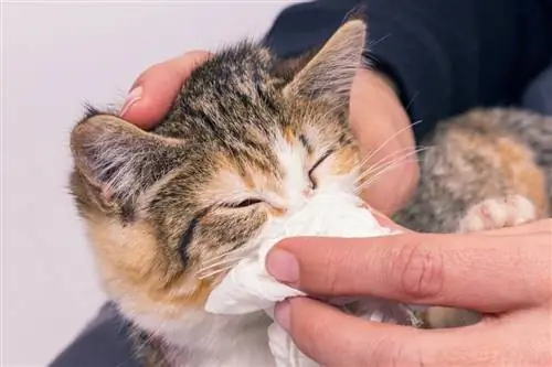 Кошачий грипп требует различных методов лечения. Кошачий грипп требует различных методов лечения.
