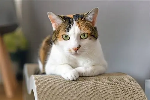 Ситцевая кошка с пятнистой шерстью.