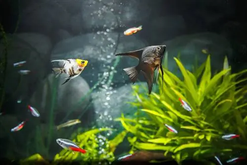 10 советов, как сделать воду в аквариуме кристально чистой