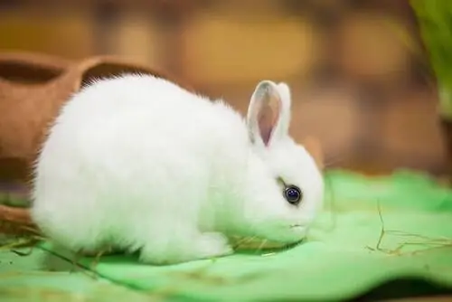 карликовый голландский кролик