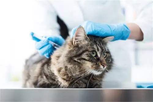 Чихание у кошек: почему появляются и что делать?