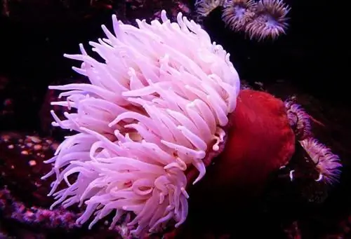 Вот как морские анемоны запускают свои ядовитые жала