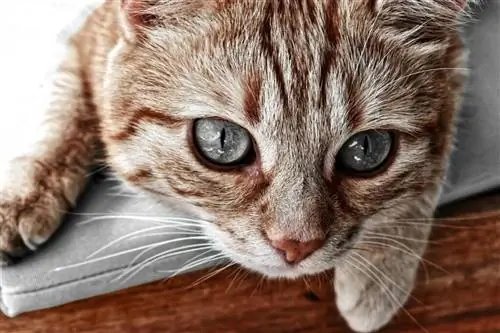 7 изображений милых котиков, от которых невозможно оторваться