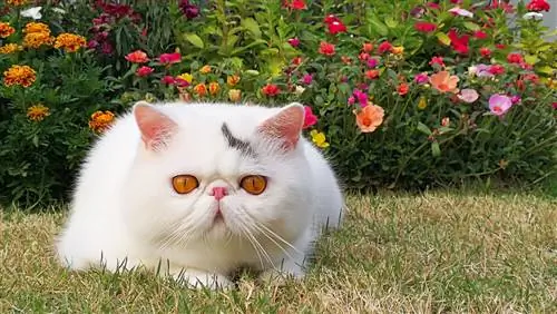 Белая экзотическая кошка.