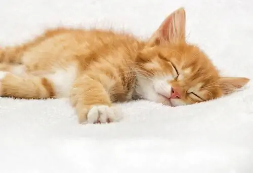 кошка слишком много спит