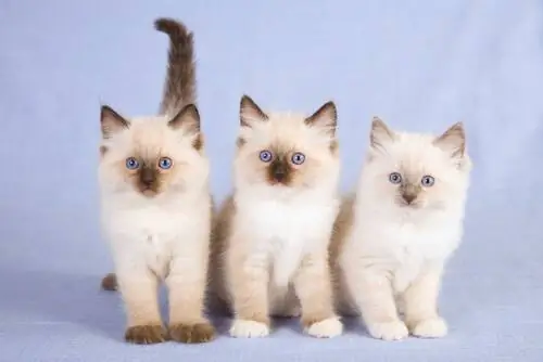 котята рэгдолл