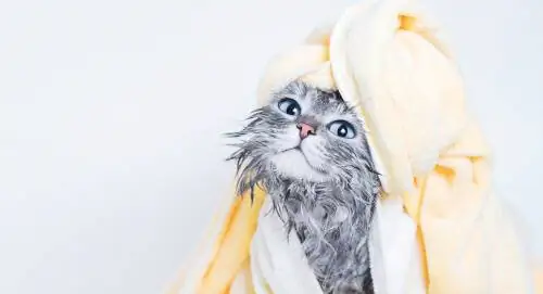 Кошка, которая собирается купаться. Кошка, которая собирается купаться.
