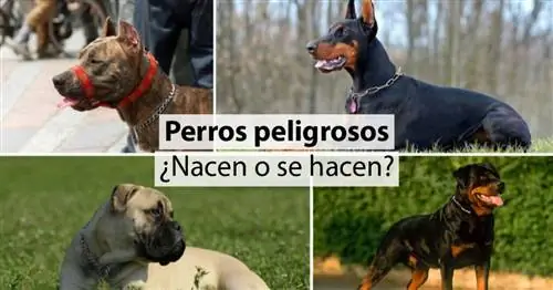 Неправильно ли называть некоторые породы опасными? Неправильно ли называть некоторые породы опасными?